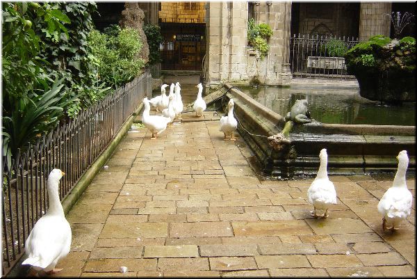 Cathedral geese and fountain