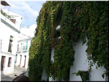 Sometimes the plants are hanging from the walls.