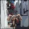 Frigiliana, old town. Typical stepped street. This explains all the mules.