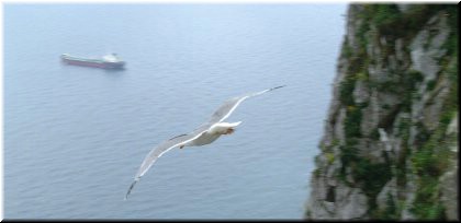 We spent a long time watching the seagulls banking and wheeling against the considerable wind. 