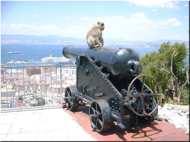 Another fine photo op. It's a good thing this mischievous ape doesn't know how to load the cannon.