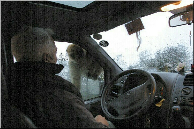 Actually, in the incident we saw, the monkey leaped in the window and the driver casually tossed him back out.